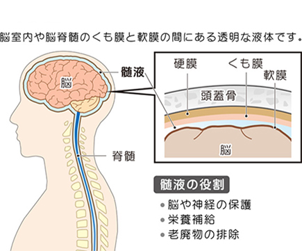 脳脊髄液とは