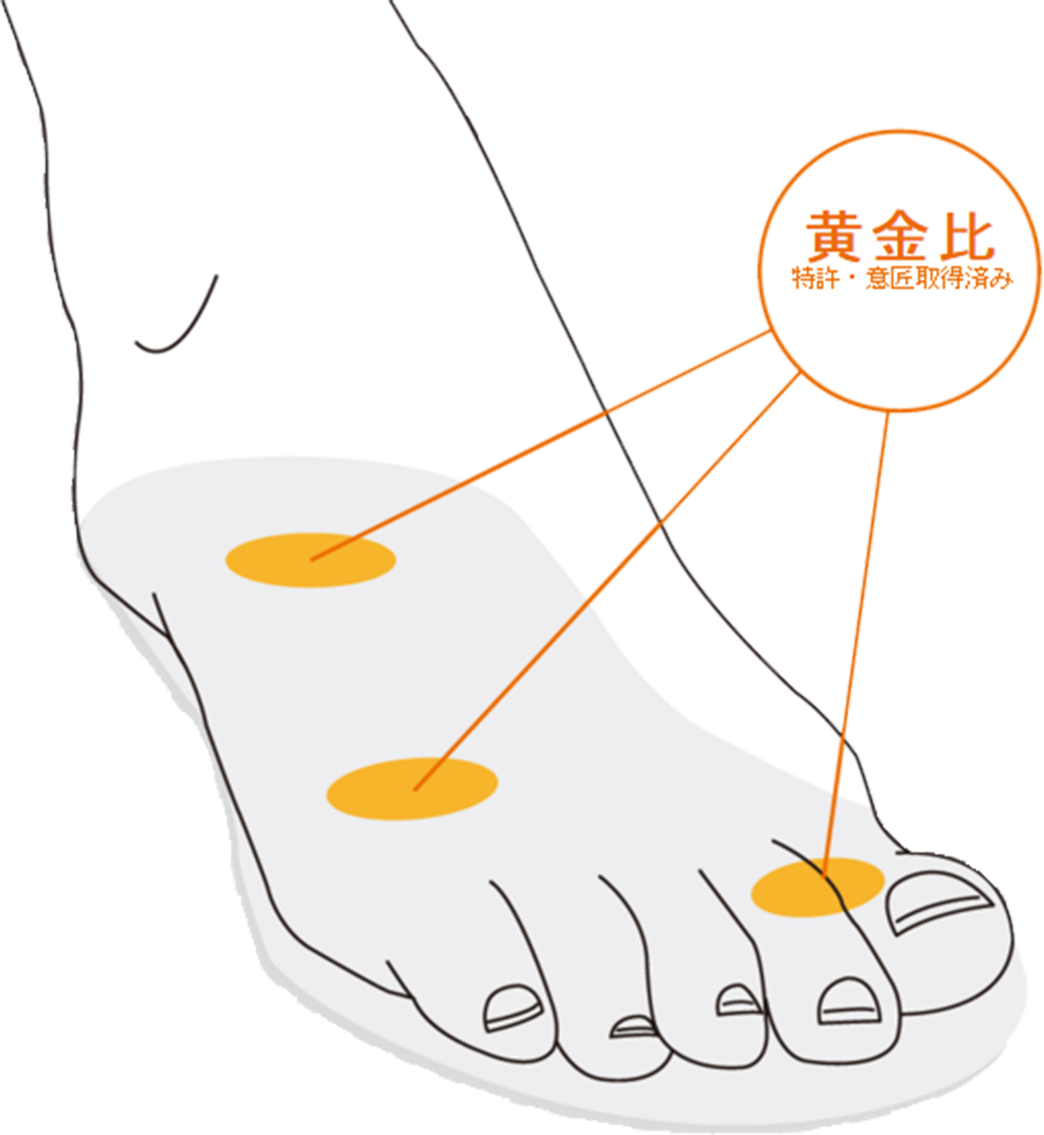 足の重心の黄金比